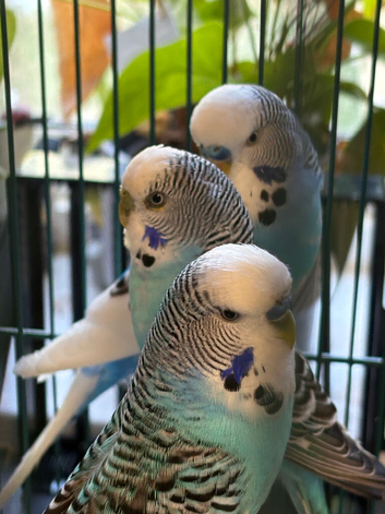 Budgies for sale
