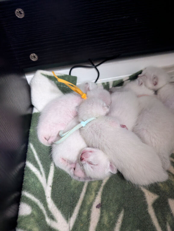BENAMESE KITTENS ️