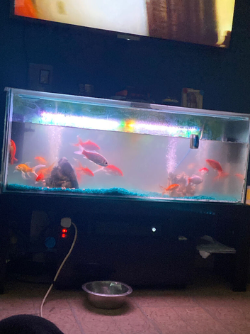 Goldfish and tank