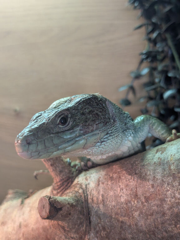 Breeding pair European eyed lizards