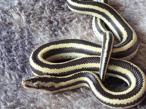 2025 male Mexican rosy boa