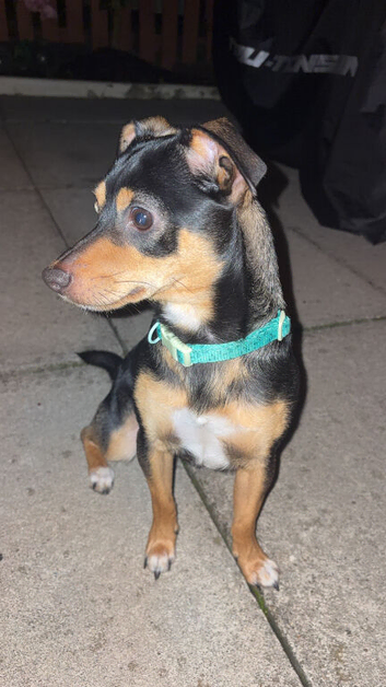 Little rocky