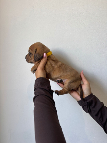 ONLY 2 LEFT cocker spaniel cross