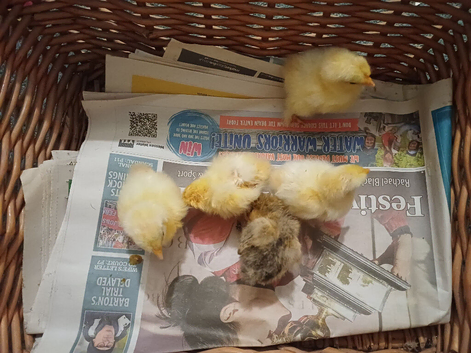 4 pekin and 2 lemon sablepoot chicks