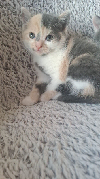 3 kittens for homes