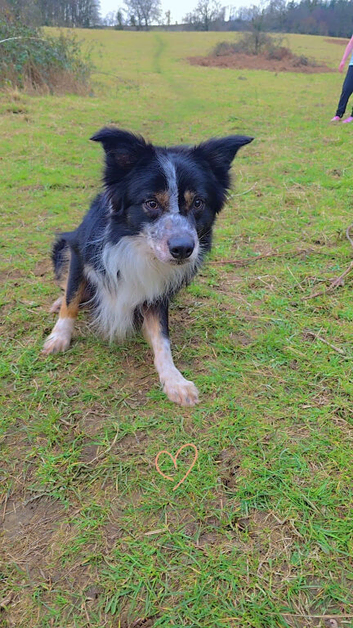 5 Year Old Border Collie Toby