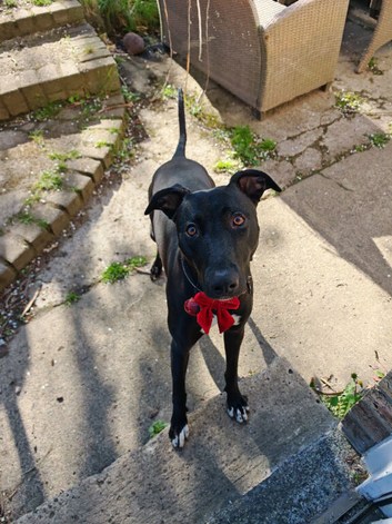 Lurcher Cross - Female