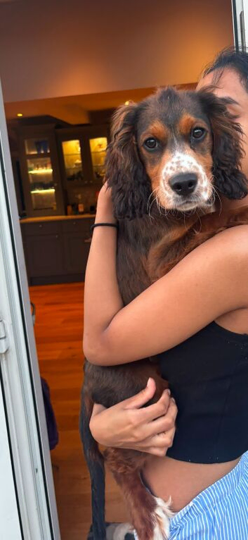 Cocker spaniel boy