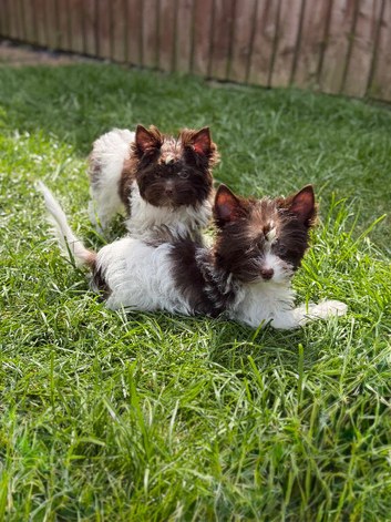 Tiny & Micro Pure Yorkie Puppies