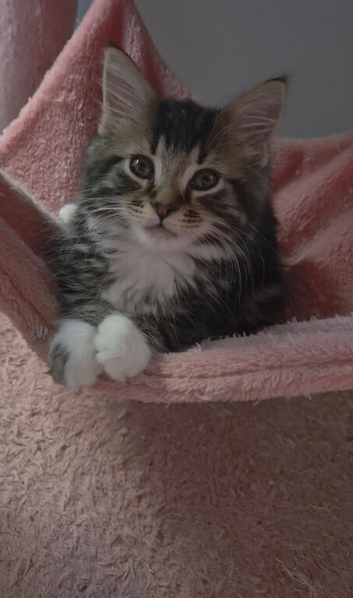 Adorable Bengal-Mix Kittens - Mum is Half Bengal!