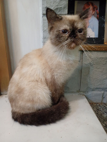 Gorgeous girl for rehoming