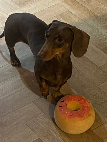Miniature Dachshund male 4 year Old