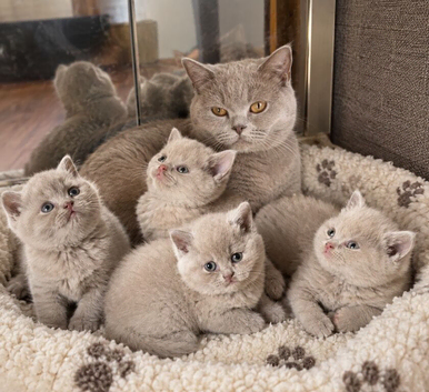 Pure BSH lilac kittens