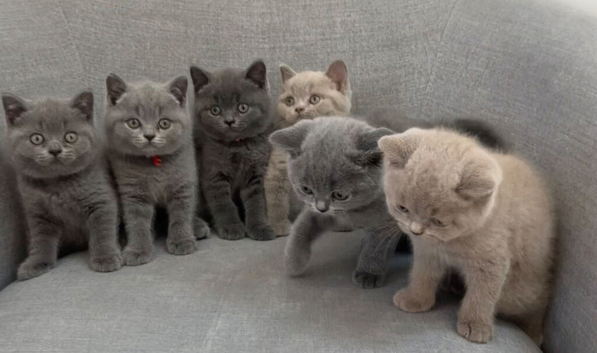 Beautiful British Shorthair Kittens
