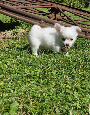 Stunning Long-Haired Chihuahua Puppies