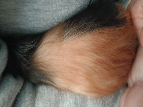 Guinea pigs