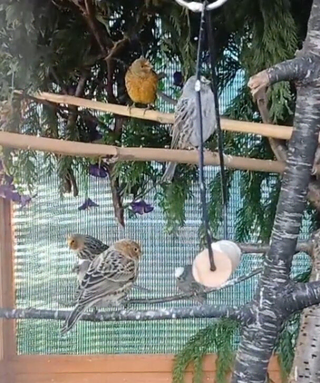 GOLD AND SILVER LIZARD CANARIES