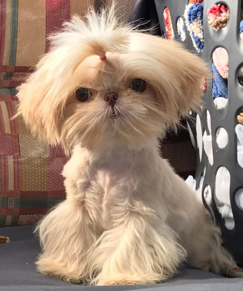 Gorgeous Peach is looking for her new home