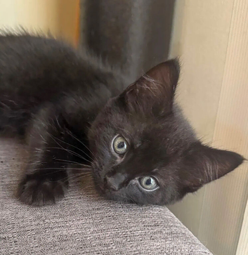 British Shorthair Kitten - Panther