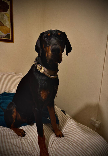 Kobie- 3 year old Gentle Giant