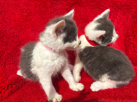 Farm raised kittens