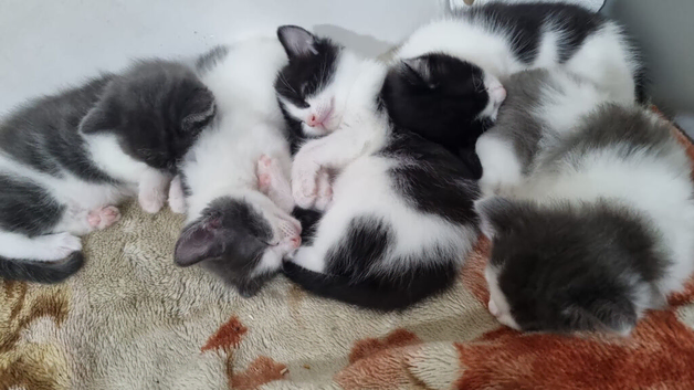 Kitten ready to leave