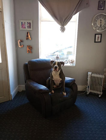Blue tanned and white male American bully for sale