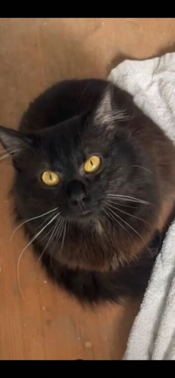 Mainecoon male