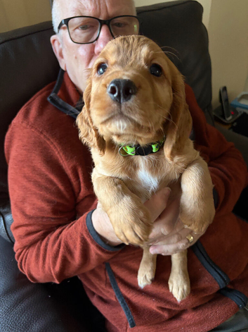 Cocker Spaniels