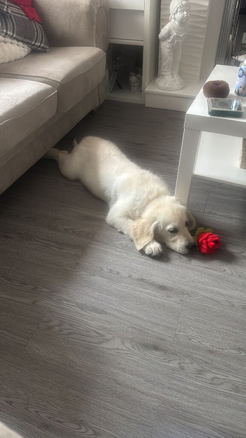 7 month golden retriever