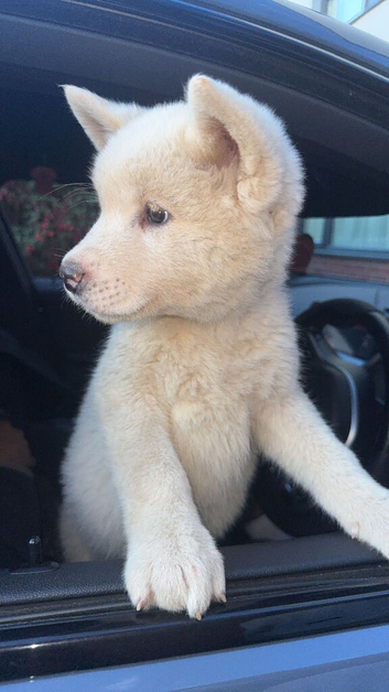 American Akita Puppies Ready for Their Forever Homes