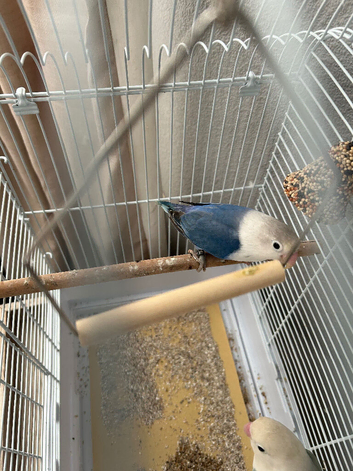 2 love birds