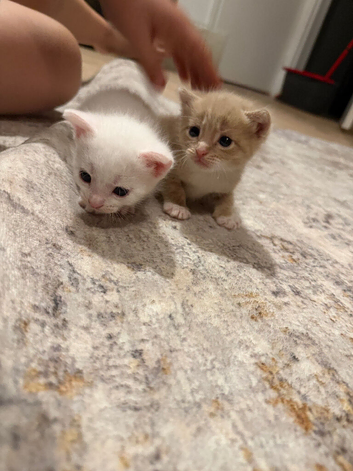Beautiful kittens ready to go to they forever homes ready now!