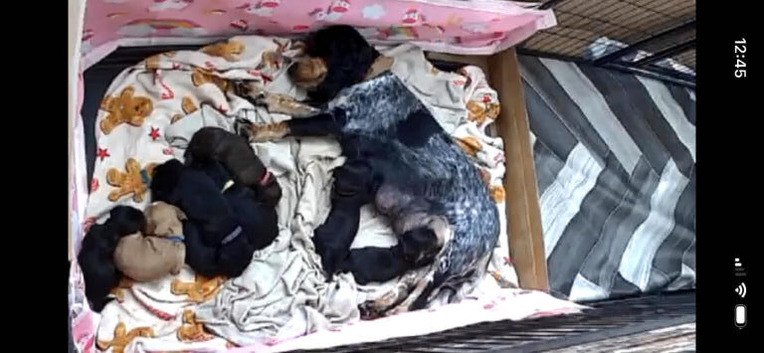 Beautiful cocker spaniel puppies