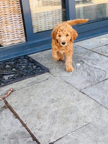 Golden Doodle Puppies f2b Ready Now