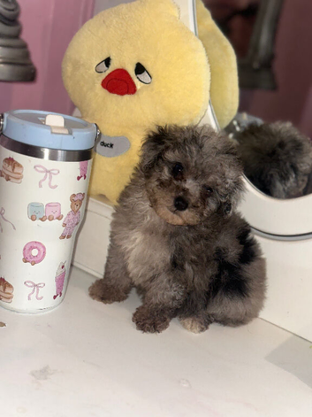 Toy maltipoo Merle rare colour puppy