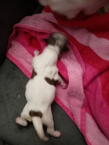 Pedigree Lhasa also puppies