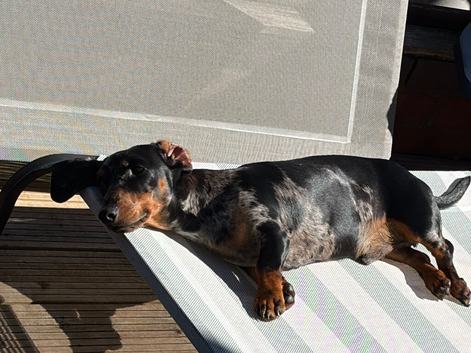 Dachshund