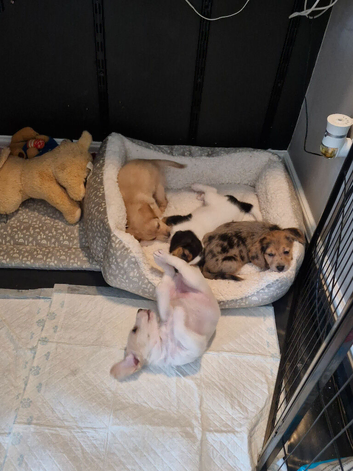 Poogle Pups - Ready 1st July