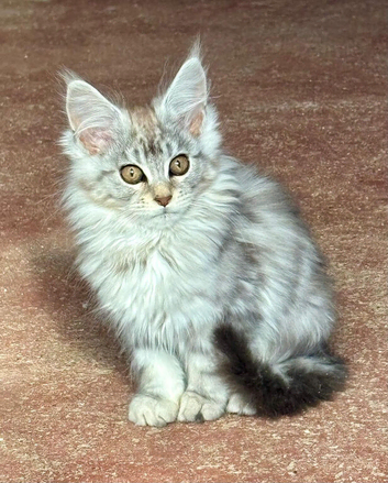 Beautiful TICA Active Registered Kittens