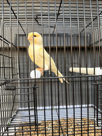 Yellow mosaic cock