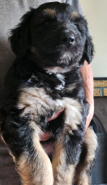 Shepard pups cross