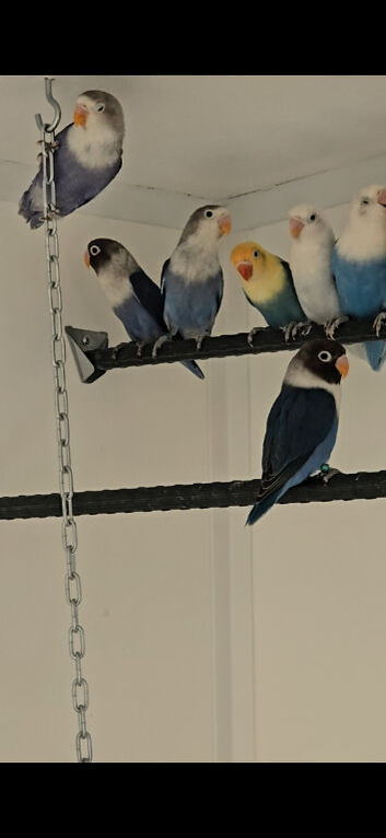 Lovebirds for sale