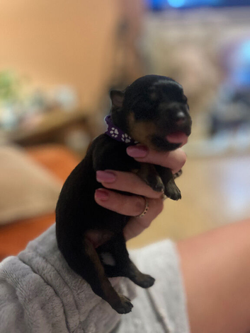 Rottweiler puppies champion bloodlines