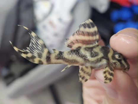 Plecos, L333, L136b, L236sw, L236rb AA, L236rb,