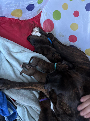 Beautiful full boxer puppies 5 boys 3 girls