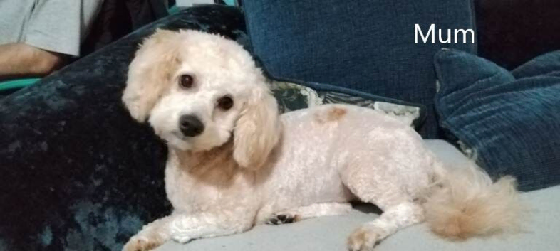 Gorgeous Maltipoo x Cockapoo Puppies