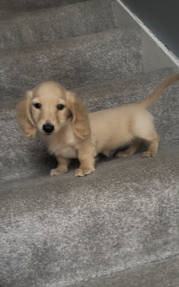 REDUCED longhaird mini cream dachshund