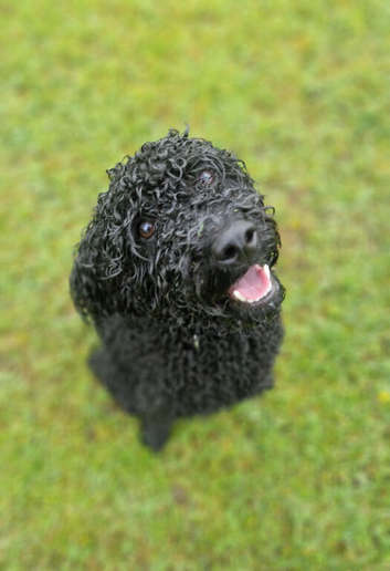Cavapoo