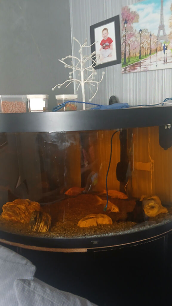 Fish tank and fish